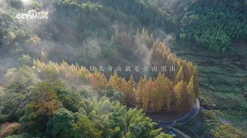 青山在线观看,探索网络世界的绿色之旅